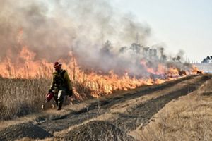 A man in fire gear walks along a dirt road using a drip torch to ignite a controlled burn. A wall of smoke and fire rises behind him.