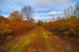 A cleared grassy path cuts through a fall-colored forest.