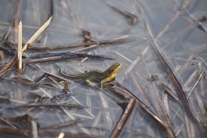 A picture of a salamander in the water.