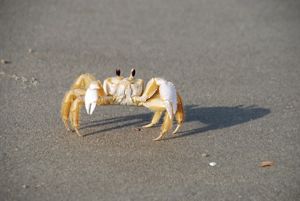 A ghost crab in the sand on Little St. Simons Island, Georgia. 