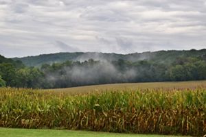 Mist rises above a field of mature corn. A mountain ridge runs behind the field along the horizon under a cloud filled sky.