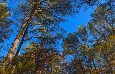 A view of tall trees in a forest growing against a blue sky.