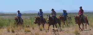 Men on horses walking through a field with a cattle dog.