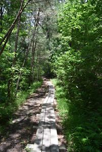 A raised wooden trail stretches into a forest. The trail is three boards wide. The trees bend over the trail shading it from the summer sun.