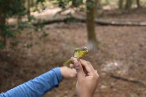 A small bird with greenish black feathers, a black face, gray cap and yellow breast is held by the feet by a scientist.