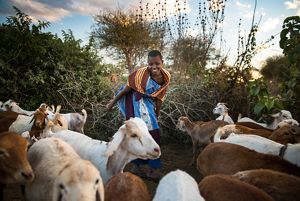 A young girl with goats in northern Tanzania.