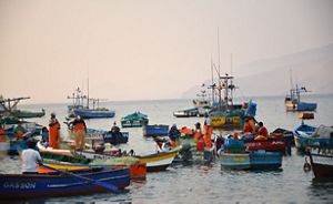 boats