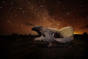 a skull of a black rhino against a starlit sky.
