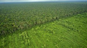Aerial view in Sumatra, showing deforestation on one side, forest on the other.