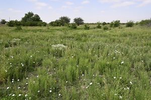 View of a vast green area with tall grass and small white flowers.