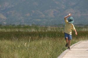 A small child balances precariously on the edge of a wooden boardwalk that traverses a grassy wetland.