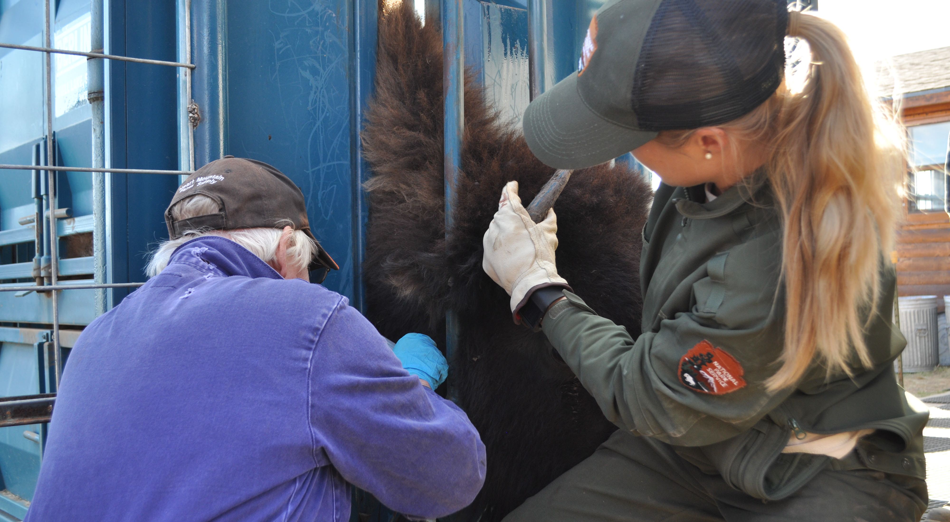 The National Park Service is working with TNC to protect and study the genetics of its Wind Cave bison herd.