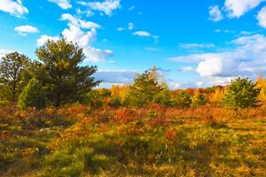 A field covered in fall colored green and yellow grasses stretched accross the horizon to meet red, orange, and green trees in the distance.