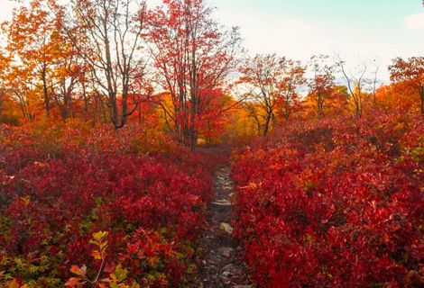 A clear path cuts through an uphill mountain surrounded by red fall colored brush on either side of the path.