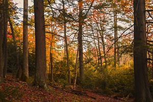 Photo of a cleared path covered in orange leaves curving around a wooded area.