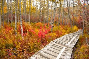 A wooden boardwalk runs through a section of forest dense fall colored shrubs.