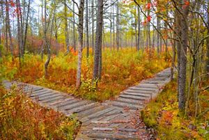 Intersecting wooden boardwalks meet and diverge in a sparse autumn forest filled with thin trees and short red and orange plants. 