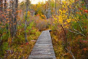 A wooden boardwalk cuts through green and orange brush growth.
