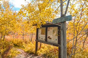 A wooden kiosk stands in a forest with maps and papers attached to it.