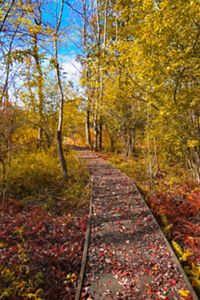 A thin boardwalk path curves through a meadow of tall brown grasses and empty brown shrub branches. 