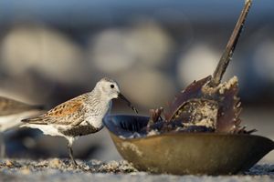 a horseshoe crab on its back with a bird standing over it.