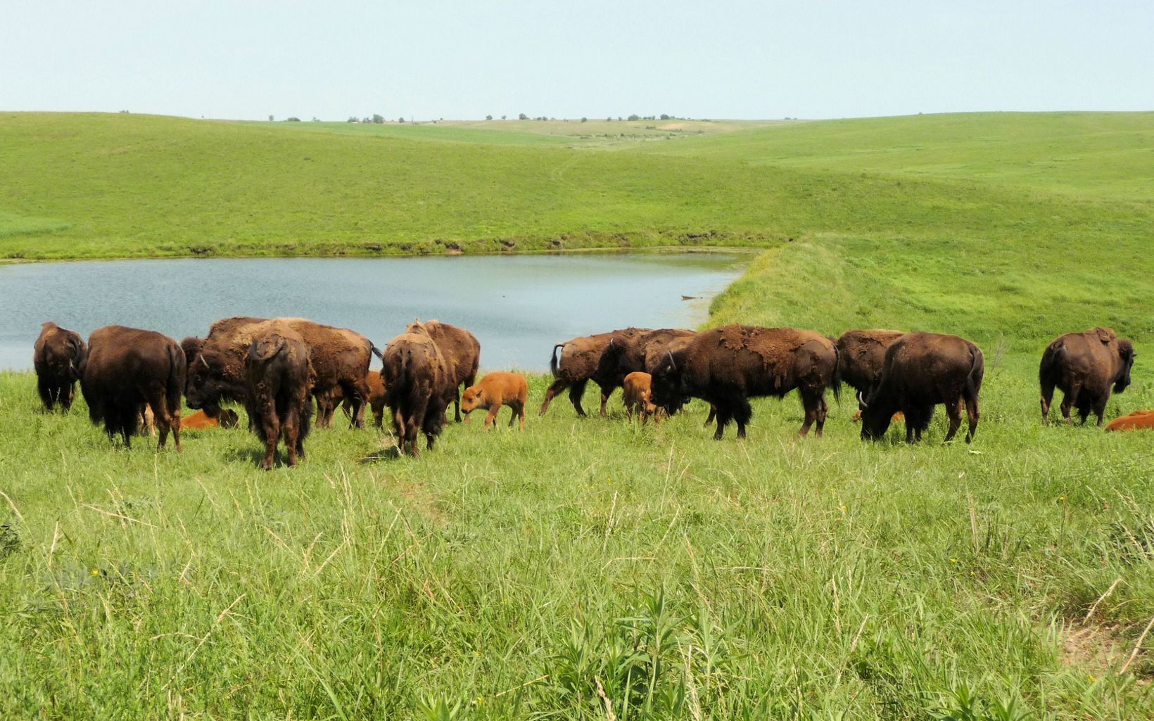 
                
                  The Iconic Bison In 2011, a small bison herd was reintroduced to Dunn Ranch Prairie, helping to restore a critical part of the prairie ecosystem.
                  © Hilary Haley/TNC
                
              