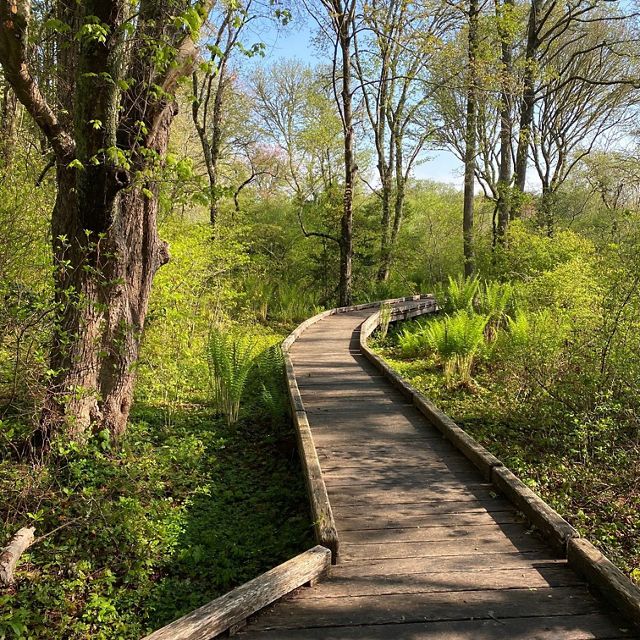 A boardwalk trail winds through the woods in early spring.