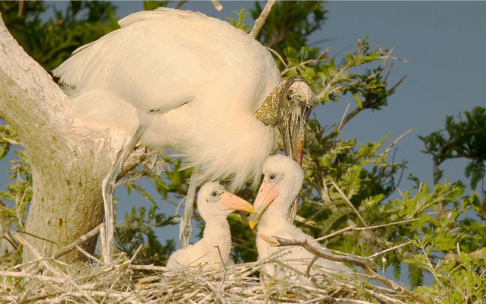 
                
                  Wood Stork Rookery The preserve is annually home to a wood stork nesting site, that is monitored and photographed by volunteers.
                  © Bob Blanchard
                
              