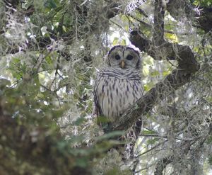 Barred owl perched in a tree at The Disney Wilderness Preserve.