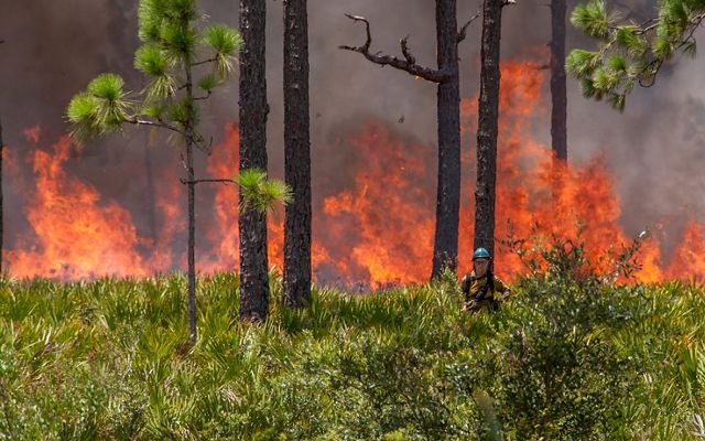 Fire practitioner stands in a prescribed fire in a longleaf pine forest at Disney Wilderness Preserve. 