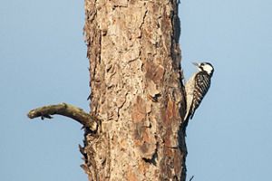 Red-cockaded woodpecker pecking at a tree.