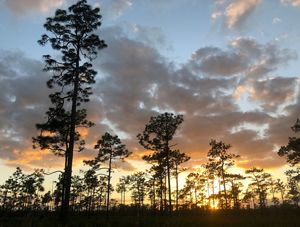 Longleaf pine trees against a beautiful orange sunset at The Disney Wilderness Preserve.