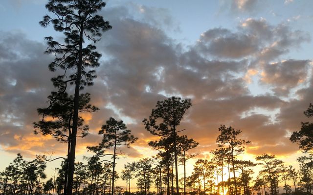 Longleaf pines silhouetted on a sky with clouds and a rising sun.