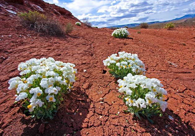 Dwarf Bear Poppies growing in the Utah.