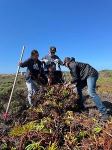 Students helping with ice plant removal in a field.