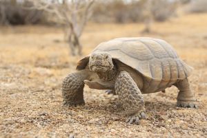 Desert tortoise standing on gravel and looking at the camera.