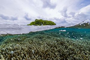 A photo right at the ocean's water level shows sky and greenery above water and corals below the water line.