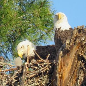 Bald eagle feeding young on Tiger Creek Preserve. 