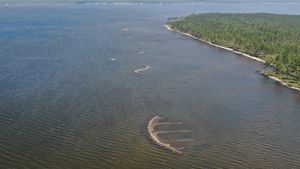 Aerial view of a tree-covered Escribano Point with oyster reefs of varying sizes constructed in the water just off the coast. 