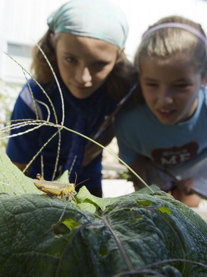 Two young people look at a grasshopper on a leaf.