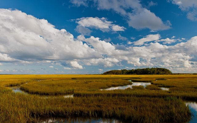 White clouds float in a blue sky above a wetland on Virginia's Eastern Shore. Water winds in narrow paths through the grass.