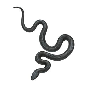An illustration of a curving, black snake.