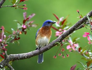 A bluebird on a branch that has pink flowers.