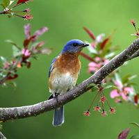 An Eastern bluebird rests on a branch in Dover, New Hampshire.