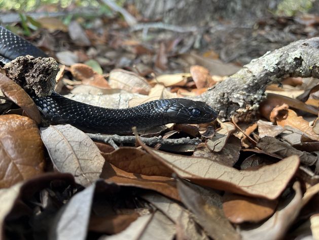 Closeup of an eastern indigo snake in leaves.