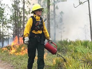 Woman holding a drip torch preparing to start a prescribed fire. 