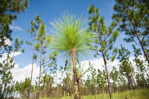 Young longleaf pine tree in bottlebrush stage.