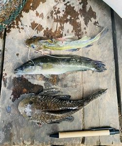 Three fish lay on a dock after being caught.