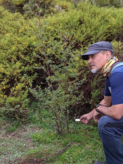 A man kneels to check on a young sprout growing on a restoration area.