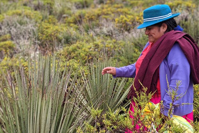 Ecuadorean woman smiles and walks through plants in a well preserved paramo.